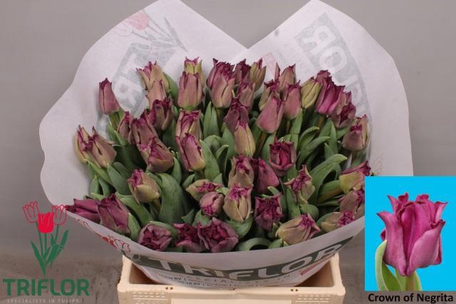 <h4>TU CO CROWN  NEGRITA</h4>