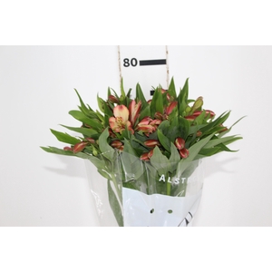 ALSTROEMERIA MILOS 080 CM