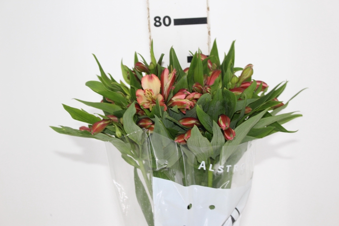 <h4>ALSTROEMERIA MILOS 080 CM</h4>