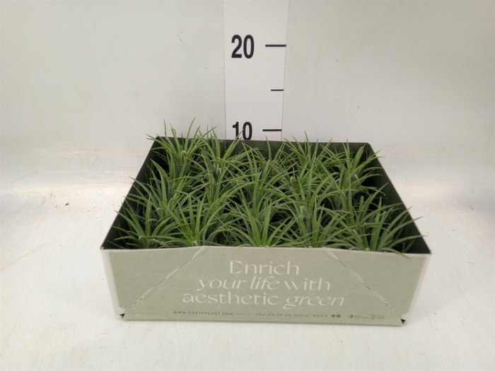 <h4>Tillandsia</h4>