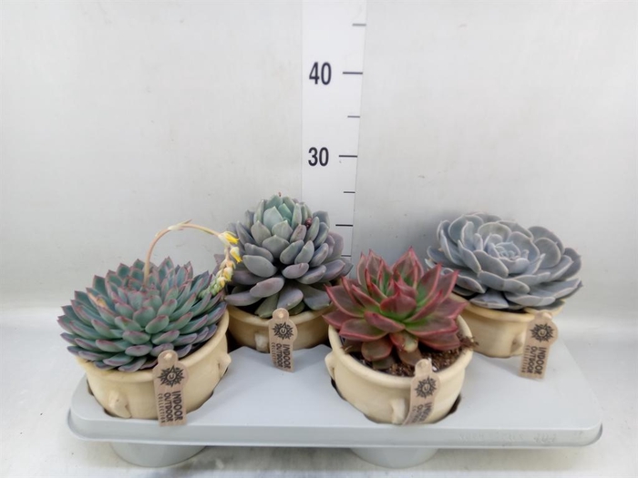 <h4>Echeveria   ...mix</h4>