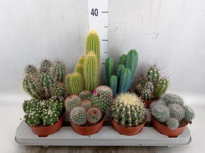 <h4>Cactus   ...mix</h4>