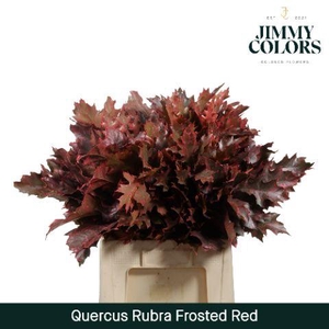 Quercus Rubra L60 Frosted Red