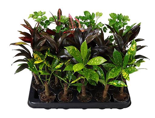 GREEN STAM MIX  P6  X 20