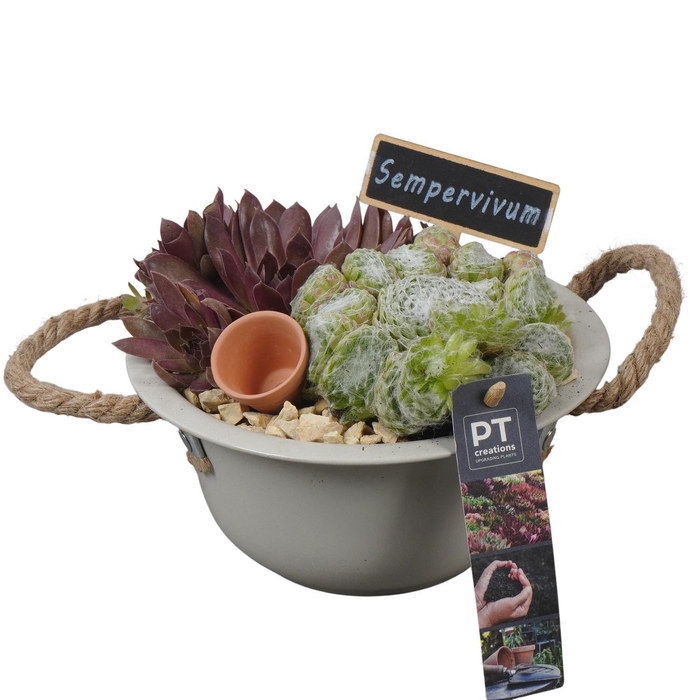 <h4>PTS7313 Arrangement Sempervivum in metalen schaal</h4>