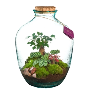 Wardians Terrarium - Galaxy