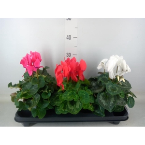 Cyclamen GR 'XL'