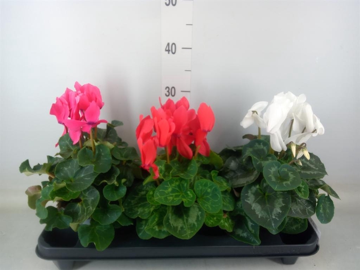 <h4>Cyclamen GR 'XL'</h4>