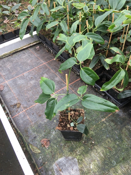 <h4>Clematis armandii P9</h4>