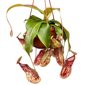 Nepenthes    ...