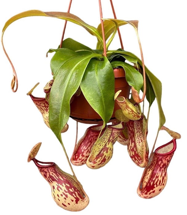 <h4>Nepenthes    ...</h4>