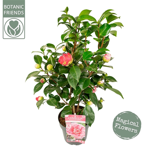 <h4>Camellia jap. 'Bonomiana'</h4>