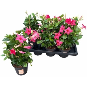 MANDE SUN PINK