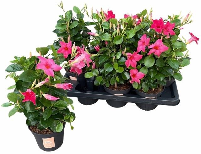 <h4>MANDE SUN PINK</h4>