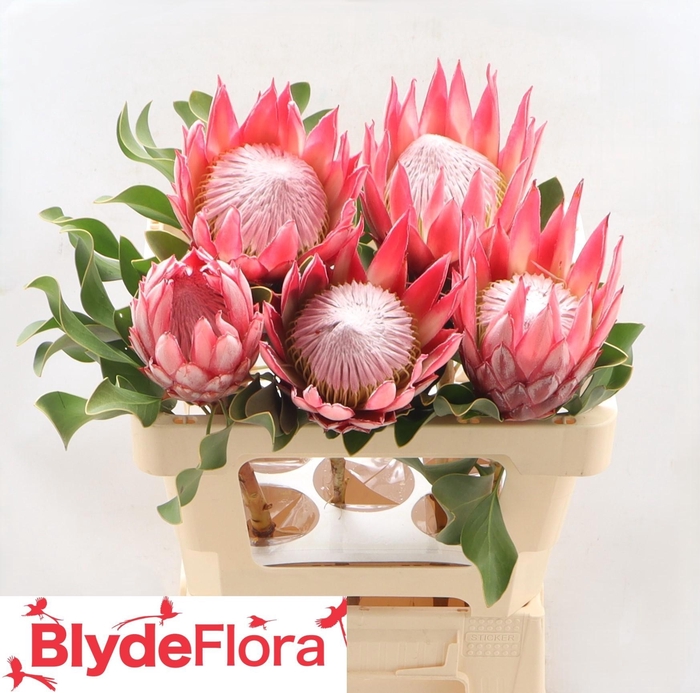 <h4>PROTEA CY CLARE</h4>