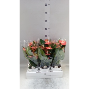 Anthurium andr. 'Livium Orange'