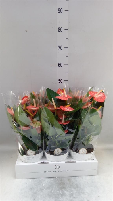 <h4>Anthurium andr. 'Livium Orange'</h4>