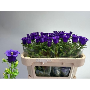 Camp M Cam Deep Blue