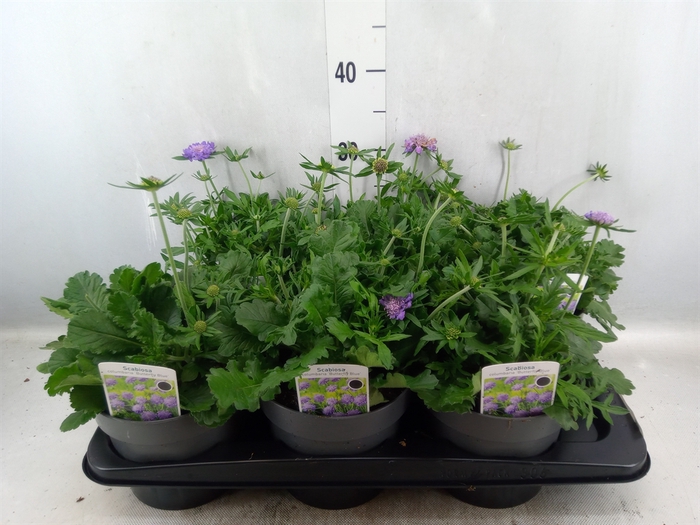 <h4>Scabiosa columb.</h4>