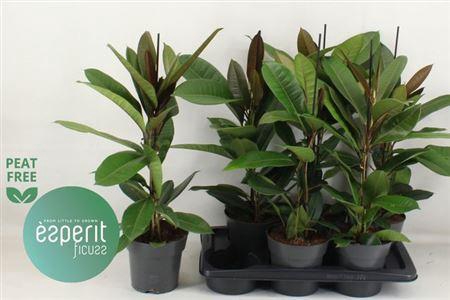 <h4>Fic Americana Guian</h4>