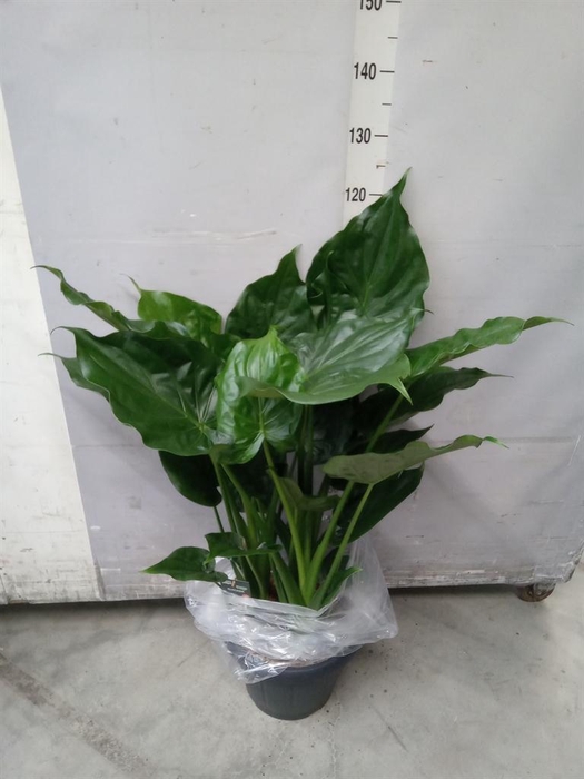 <h4>Alocasia cucullata</h4>