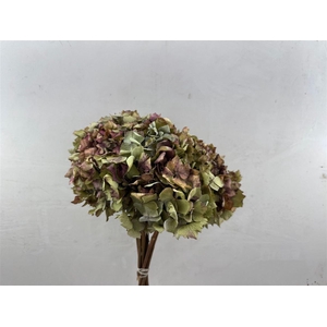 Dried Hydr 40cm Bunch