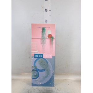 Tillandsia usneoides