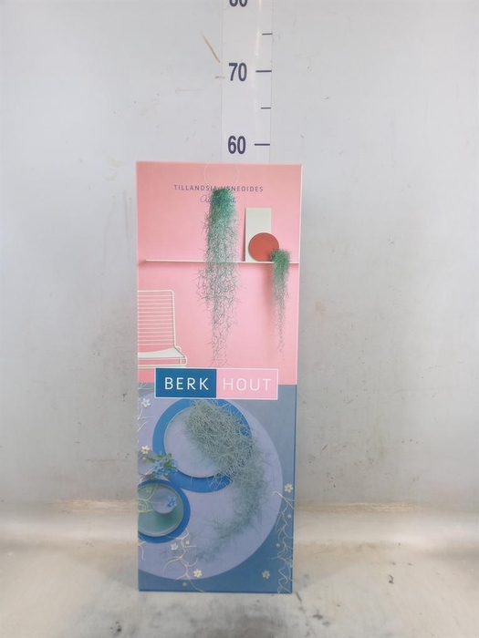 <h4>Tillandsia usneoides</h4>