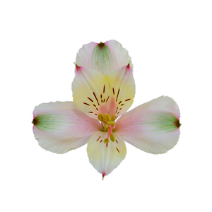 ALSTROEMERIA CHAMPAGNE 080 CM