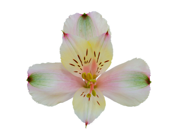 ALSTROEMERIA CHAMPAGNE 070 CM