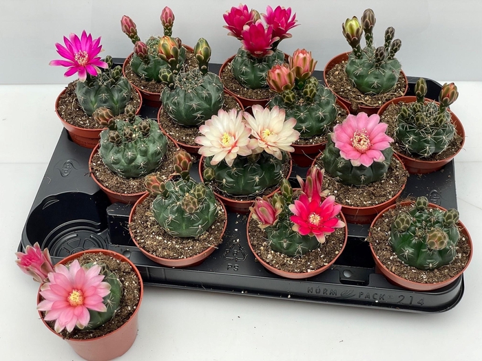 <h4>GYMNOCAL BALDIANUM</h4>