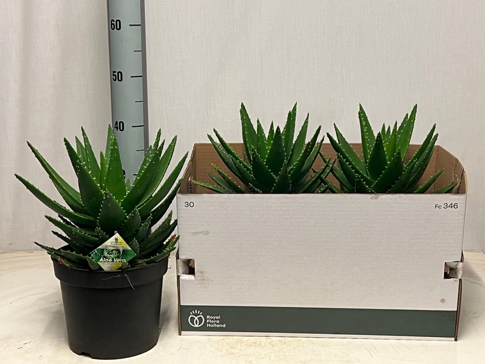 <h4>ALOE PERFOLIATA</h4>