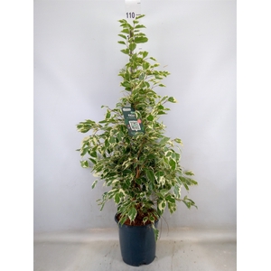 Ficus benja. 'Twilight'