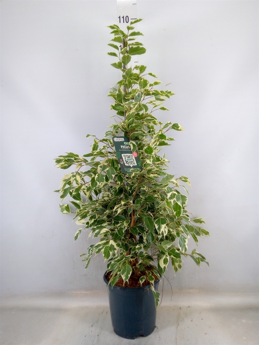 <h4>Ficus benja. 'Twilight'</h4>