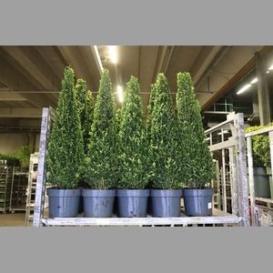 Buxu Sempervirens Kegel