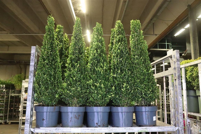 <h4>Buxu Sempervirens Kegel</h4>