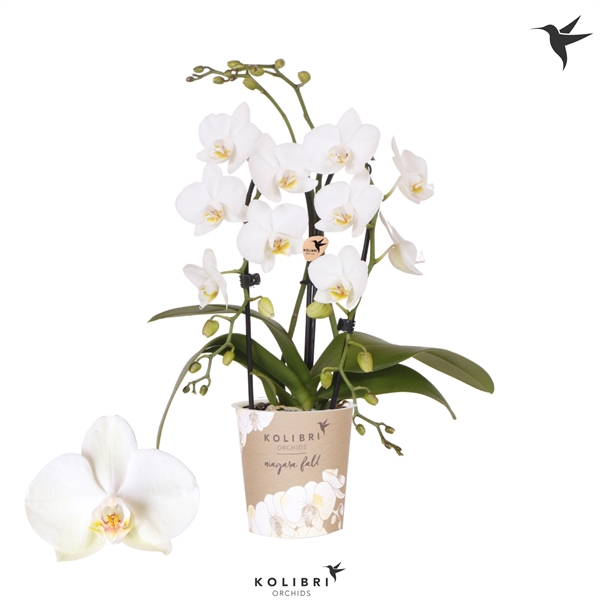 <h4>Kolibri Orchids Cascade Niagara fall white 2 spike</h4>