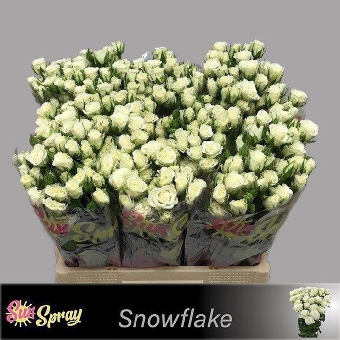<h4>Rosa spray snowflake</h4>