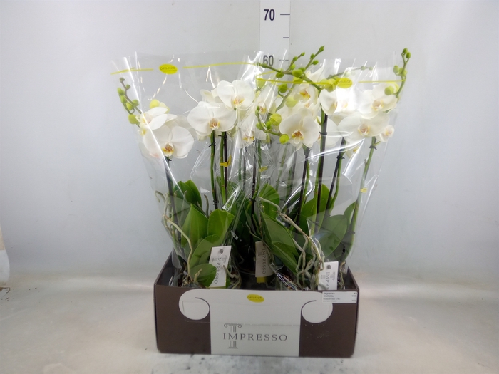 <h4>Phalaenopsis   ...white</h4>