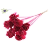 Shola Cabbage Rose 6cm on stem Cerise