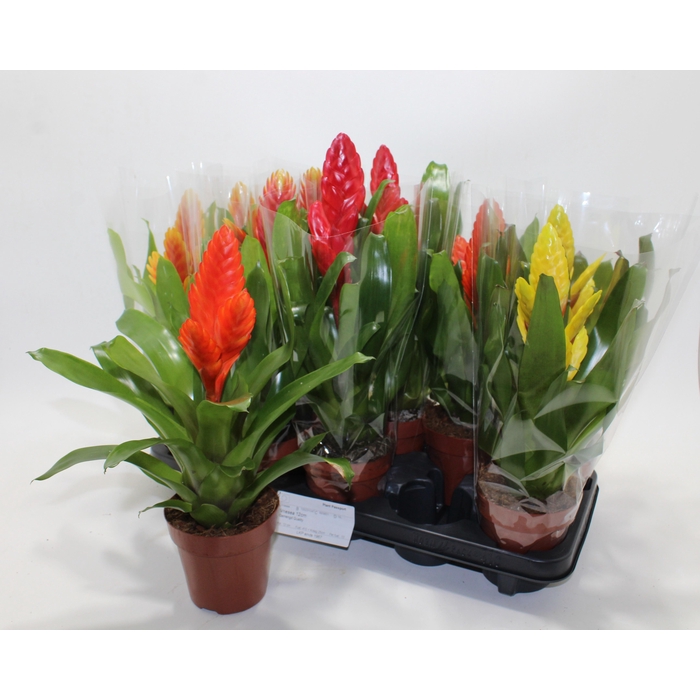 <h4>VRIES GEM 8 SRT</h4>