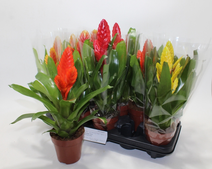 <h4>VRIES GEM 8 SRT</h4>