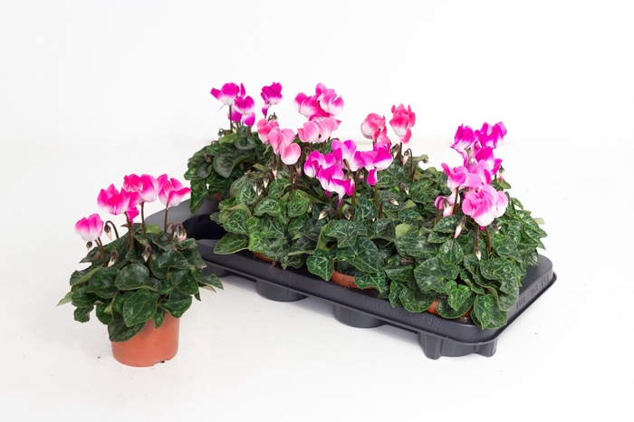 <h4>Cyclaam fusion midi</h4>