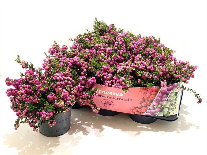 <h4>Gaultheria mucronata Roze</h4>