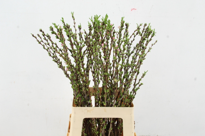 <h4>PRUNUS COMET 070CM</h4>