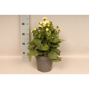 Dahlia 19 cm White