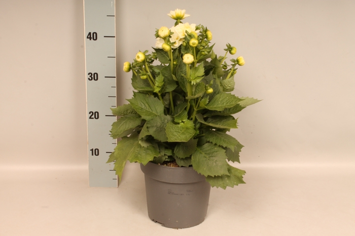 <h4>Dahlia 19 cm White</h4>