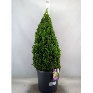 Buxus semp.   ...
