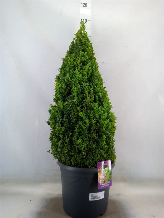 <h4>Buxus semp.   ...</h4>