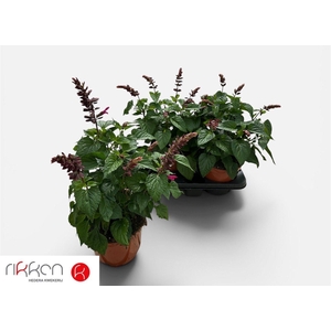 SALVIA  LAKE FLAMING